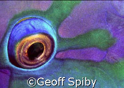 sleeping parrot on night dive
Nikon F-100 with 105mm lens by Geoff Spiby 